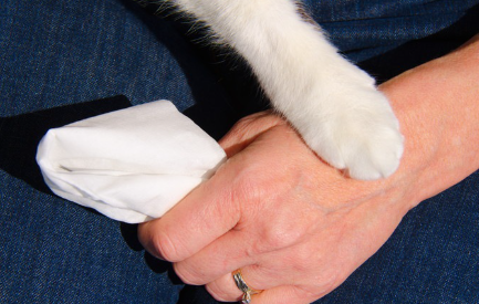 휴지를 들고 있는 사람의 손을 잡는 고양이 손.
