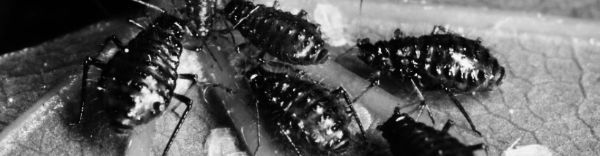 진딧물 제거방법: 영양분 흡수