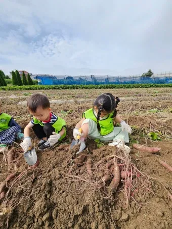 고구마캐는시기 딱 3가지 신호만 보세요 보관법까지 총정리로_10