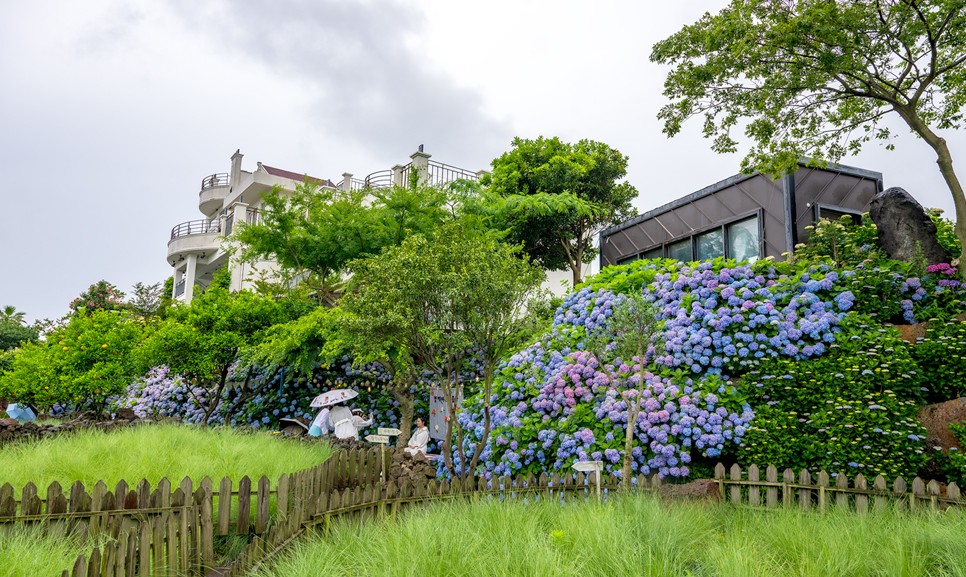 제주 마노르블랑 수국축제