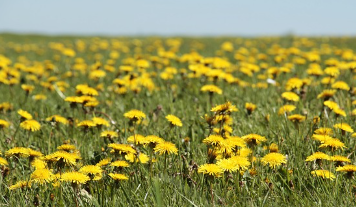 dandelion
