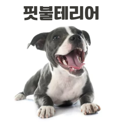 핏불테리어 사진
