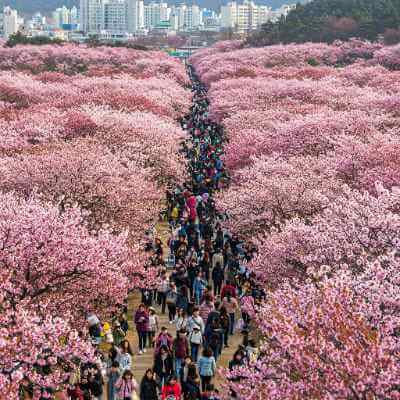 군항제