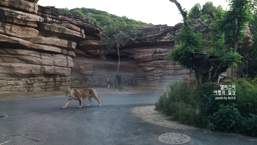 에버랜드 사파리 월드 꿀팁 (예약, 트램 좌석), 자유이용권 할인