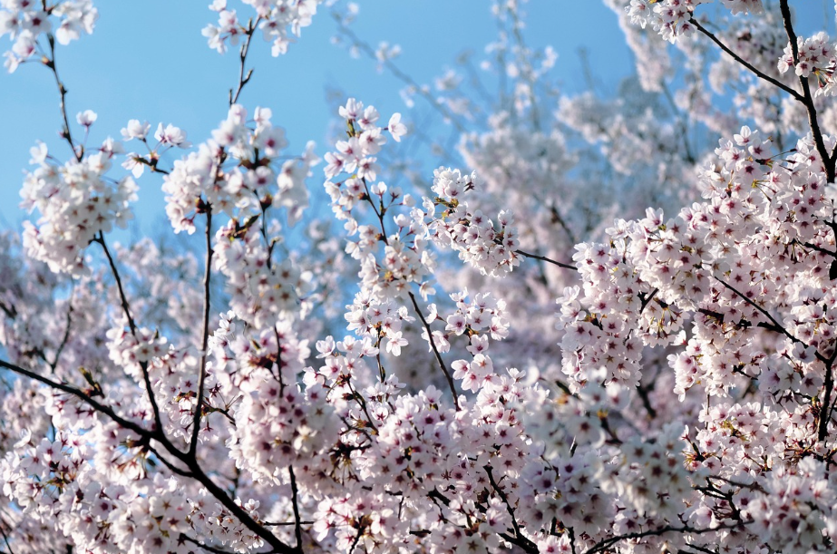 벚꽃과 하늘이 가득 담기게 찍기1