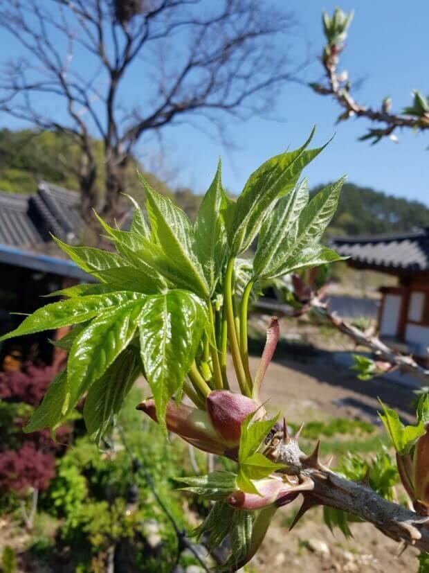 쌉싸름해서 더욱 입맛 돋구는 엄나무 순 7가지 효능과 부작용 