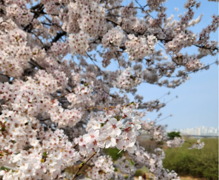 2023.봄꽃놀이.여의도.벚꽃축제.윤중로가는길.일정.총정리