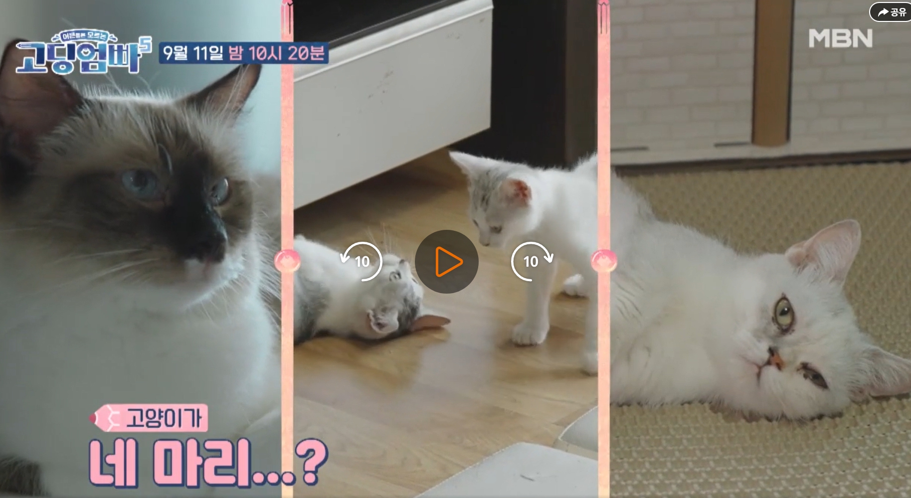 고딩엄빠5-13회-반려동물들