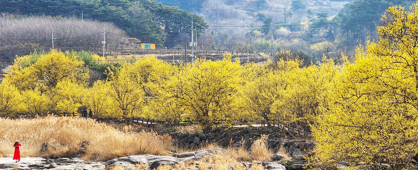 구례산수유꽃 원거리