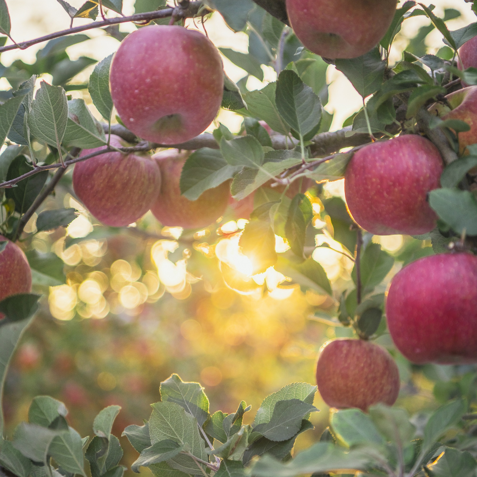 2024 정선사과축제 특징