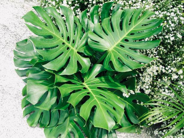 🌿 사계절 실내 식물 관리 요령 총정리