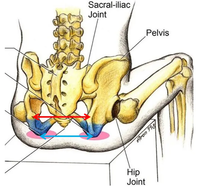 pelvic bone anatomy