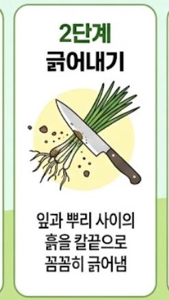 냉이 손질법 및 싱싱한 보관 꿀팁