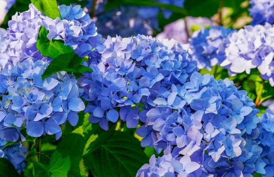 화담숲 수국 축제 예약 방법, 입장료, 모노레일 이용 팁