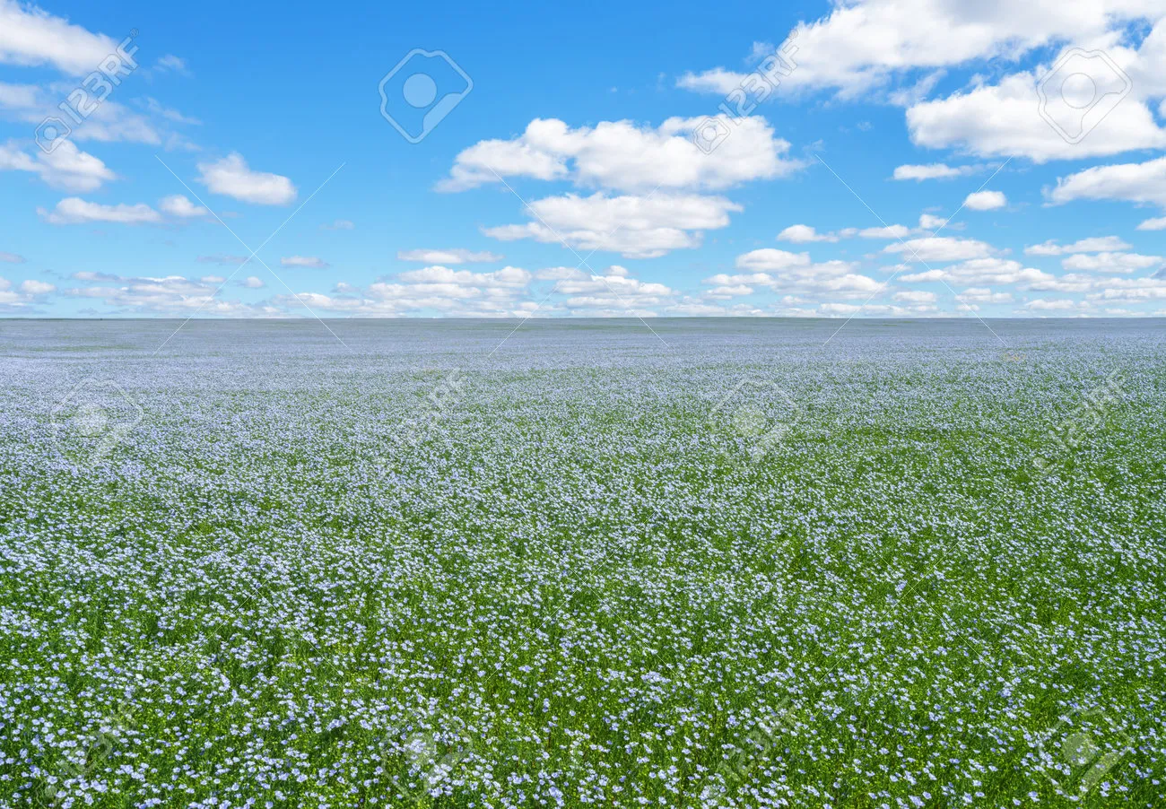 아마 재배 파종 시기 잡초 관리 섬유용 수확_6