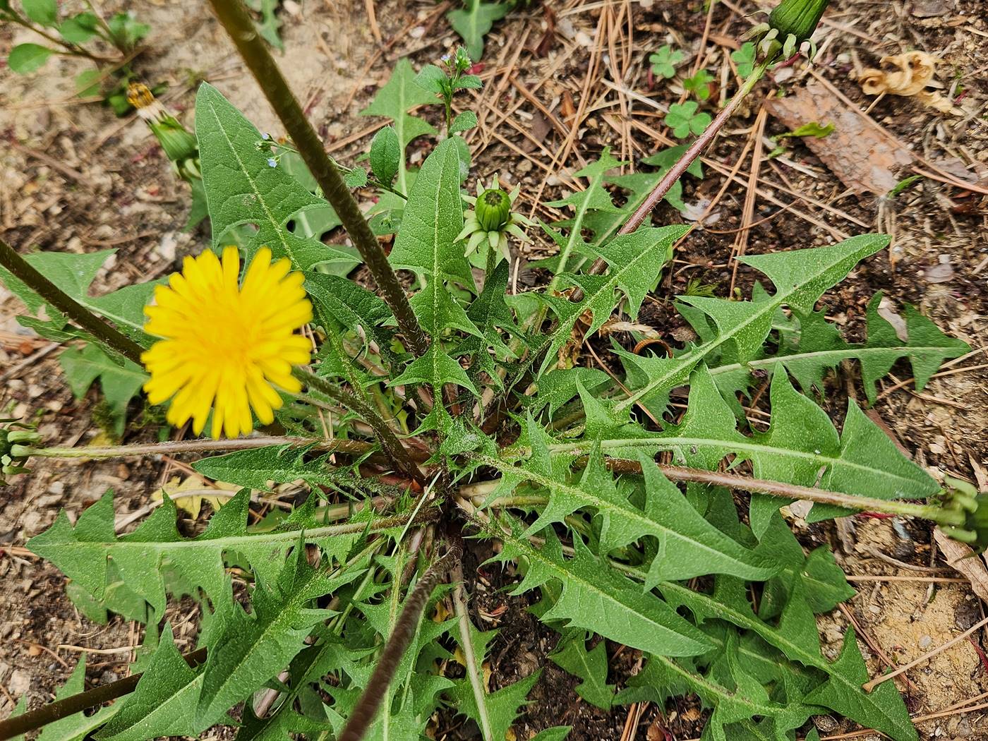 서양민들레 dandelion