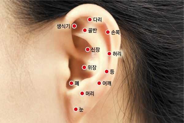 귀 혈자리 위치 지압법