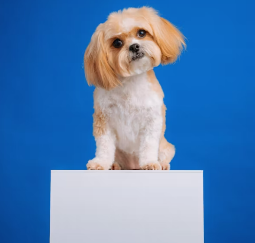 제21대 대통령 선거 개표방송 바로가기