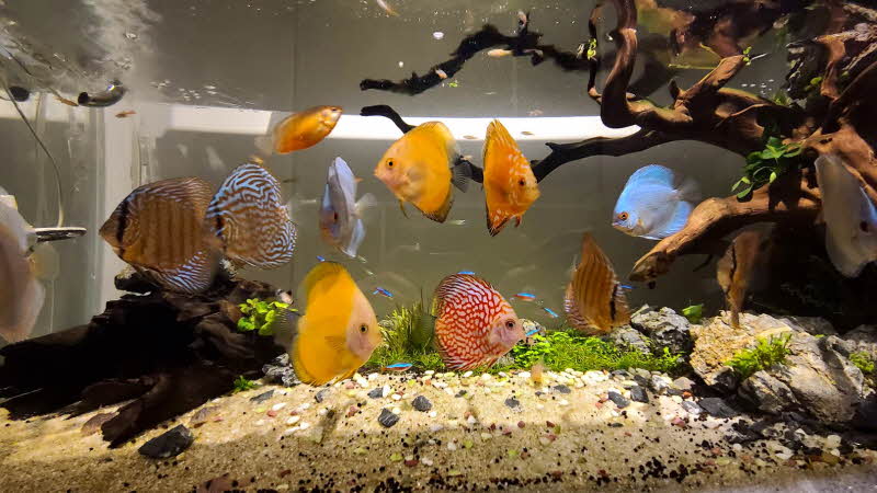 디스커스 모래,소일 항