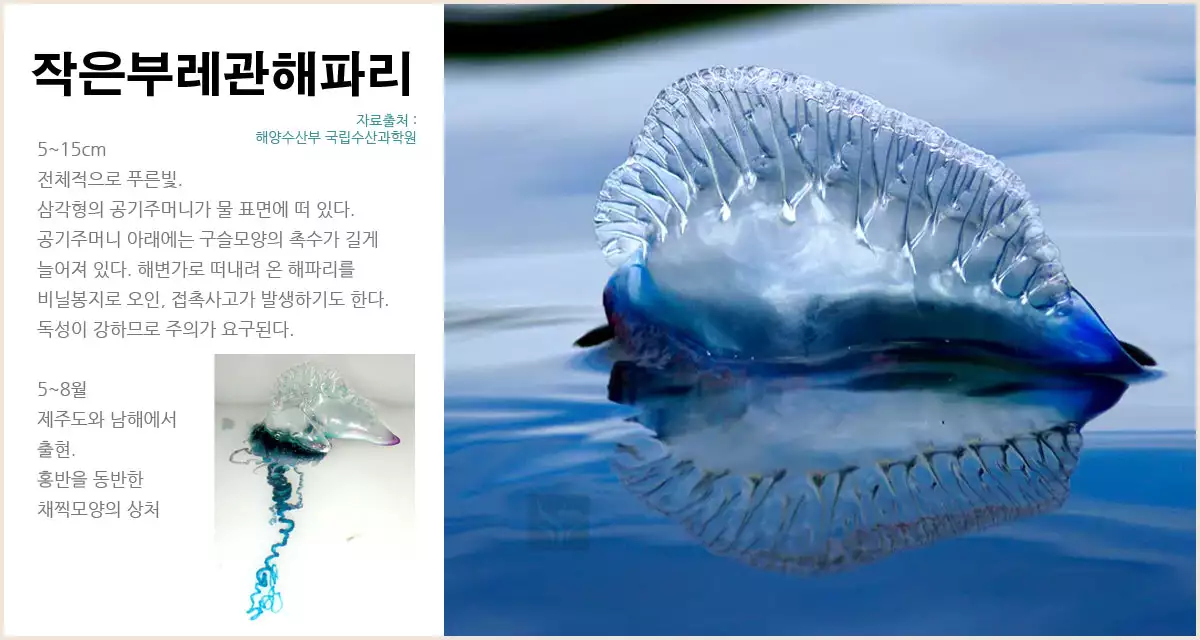 작은부레관해파리