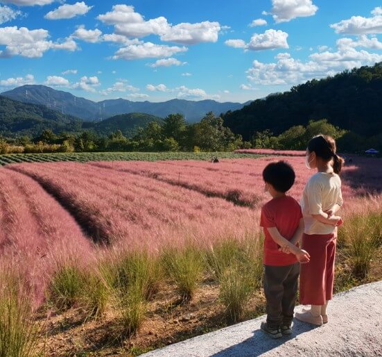 허브 아일랜드 핑크뮬리축제