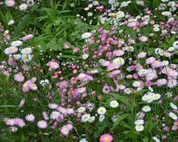 종이꽃(로잔테) 이미지 사진