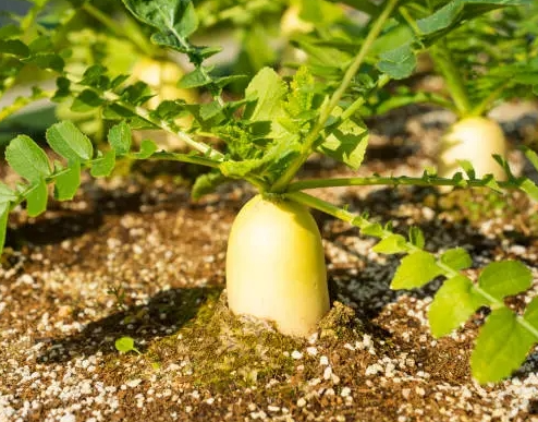 김장무우심는시기 지역별 간격 씨앗 파종 방법 수확 시기 가을 김장무 재배1