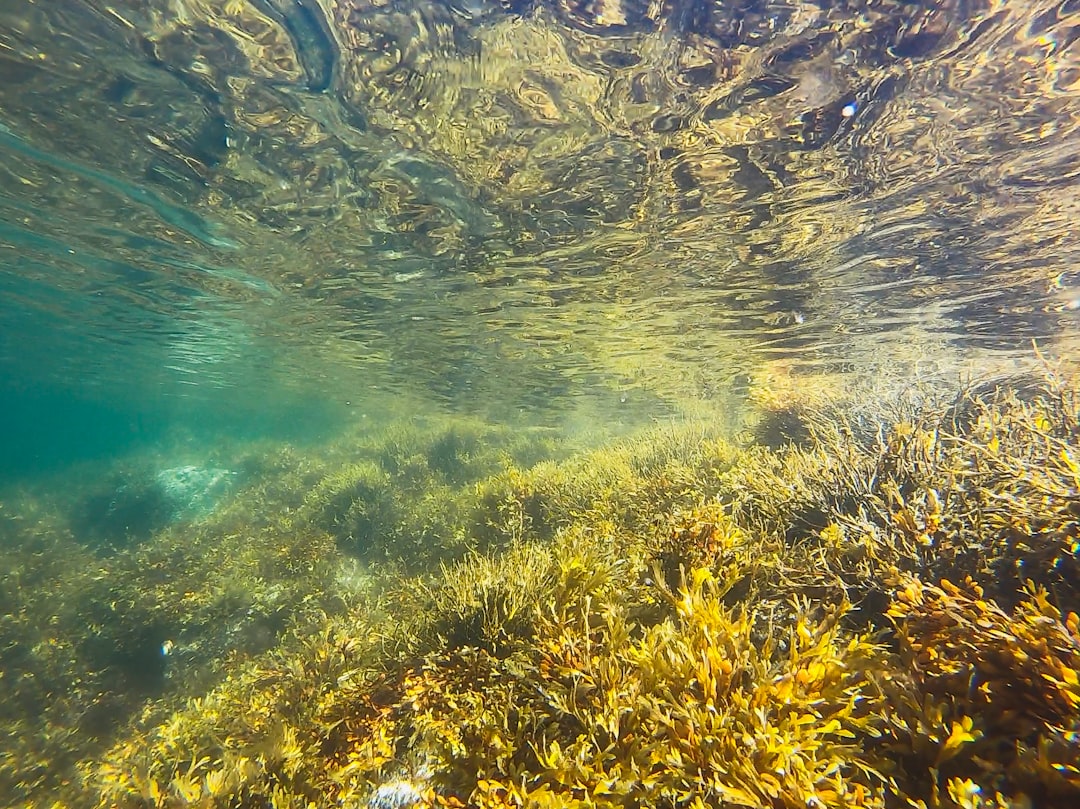 Seaweed