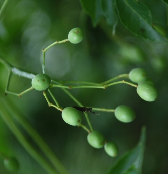 멀구슬나무 열매