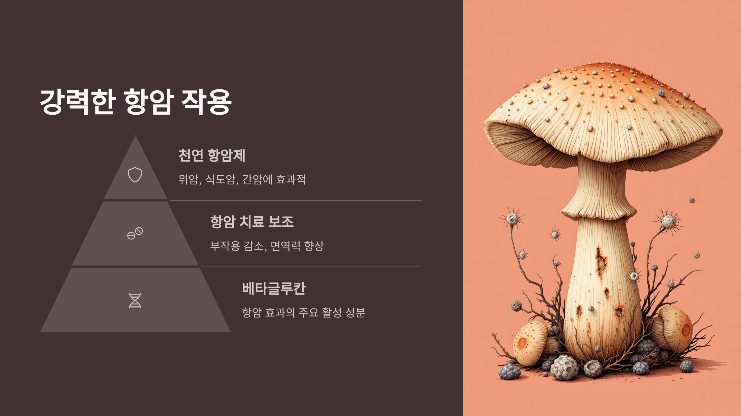 상황버섯 사진입니다.