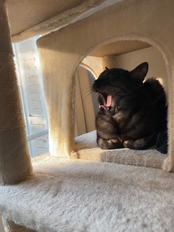 Yarn cat Paris life France cat 고양이 여권 가진 고양이