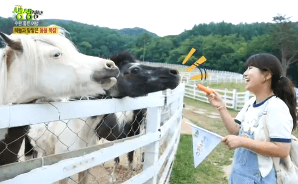 평창 가볼만한 곳 대관령 하늘목장