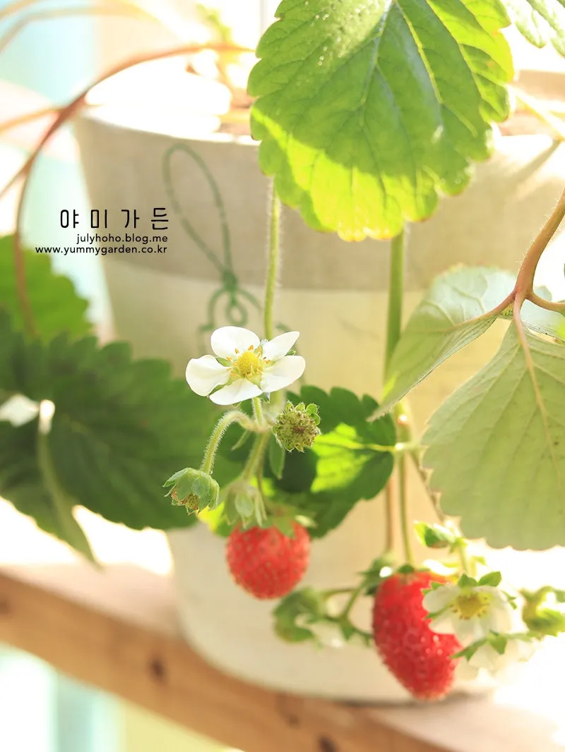 딸기 키우기 물주기 수경재배 비료관리 햇빛배치 실내 재배 팁_7