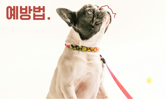 슬개골-탈구