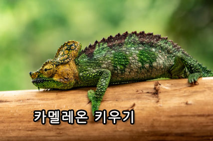 카멜레온 키우기