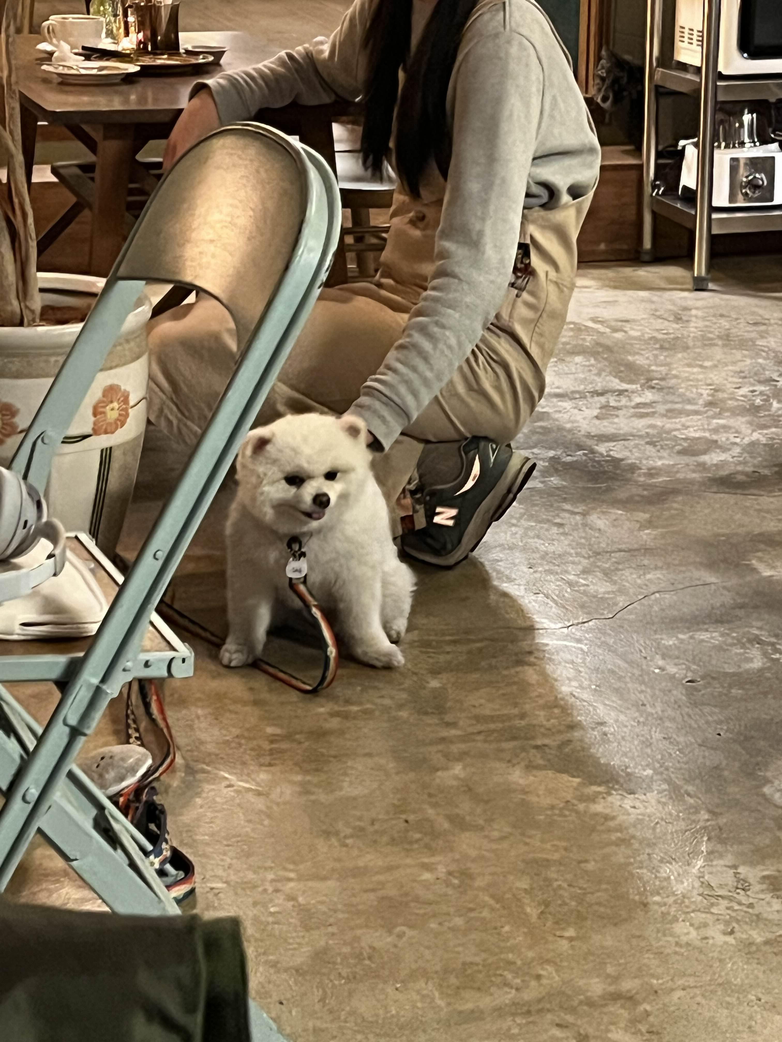 퍼퍼커피에서만난 강아지 사진