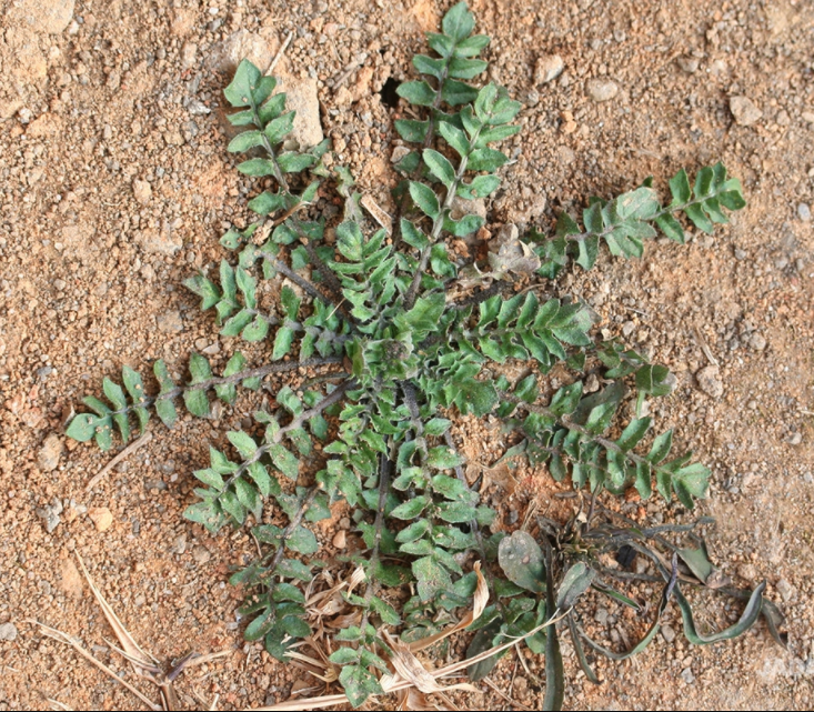 냉이 효능 및 부작용