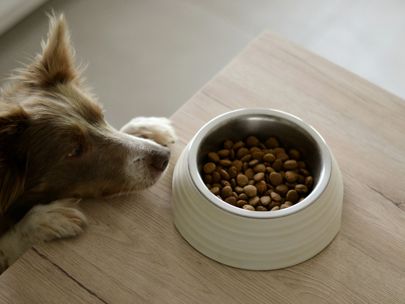 밥그릇을 앞에두고 있는 강아지