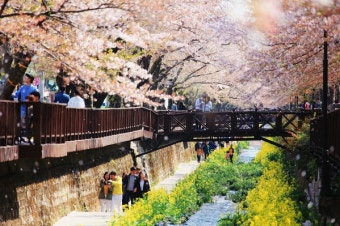 율하천 벚꽃 축제 사진