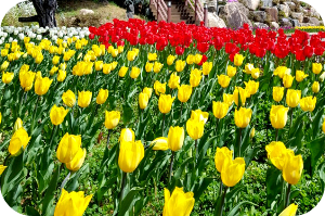 하늘빛수목정원 봄꽃 & 튤립축제 이미지 출처: 하늘빛 수목정원 홈페이지