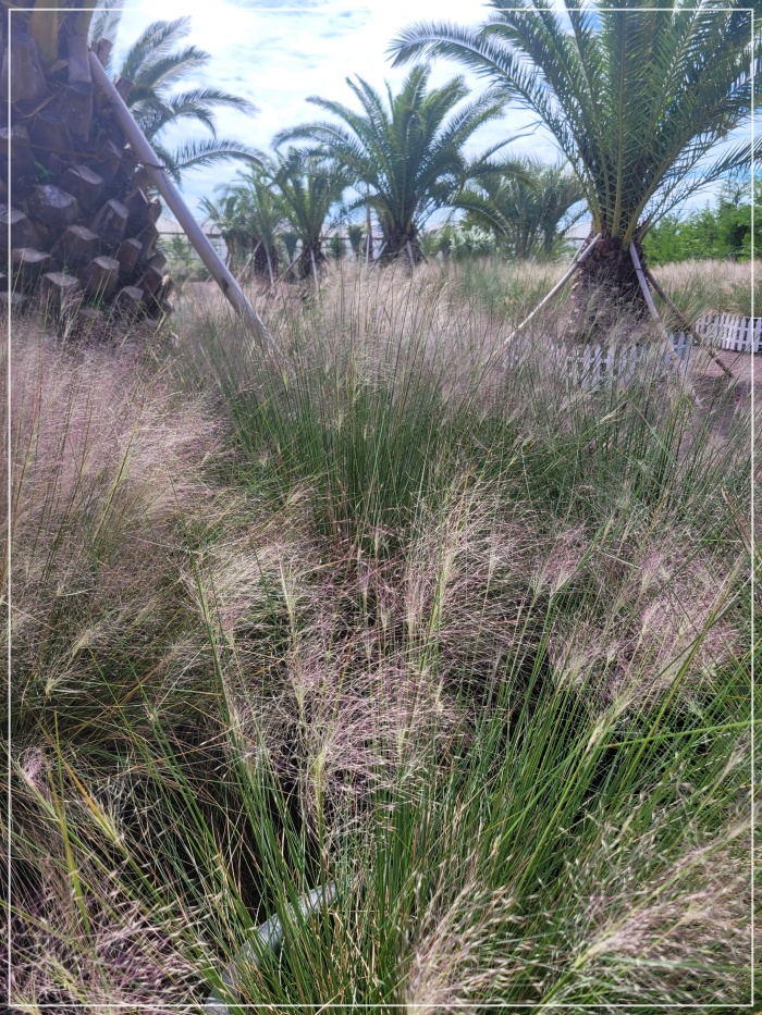 휴애리-핑크뮬리