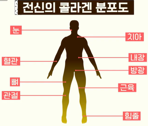 비오틴 효능