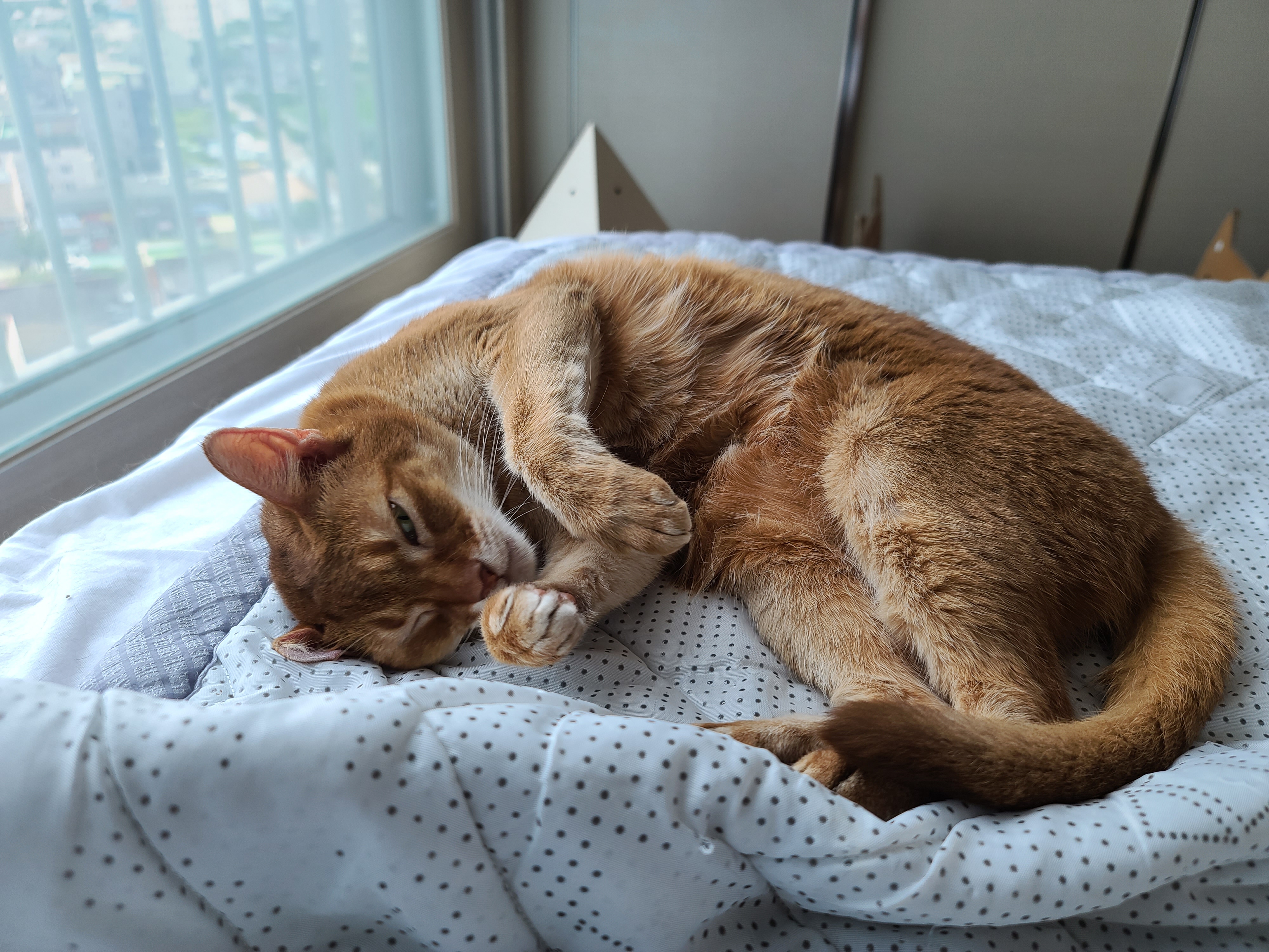 야무지게 그루밍 하는 고양이들. 아비시니안 루나와 치즈냥이 호야.