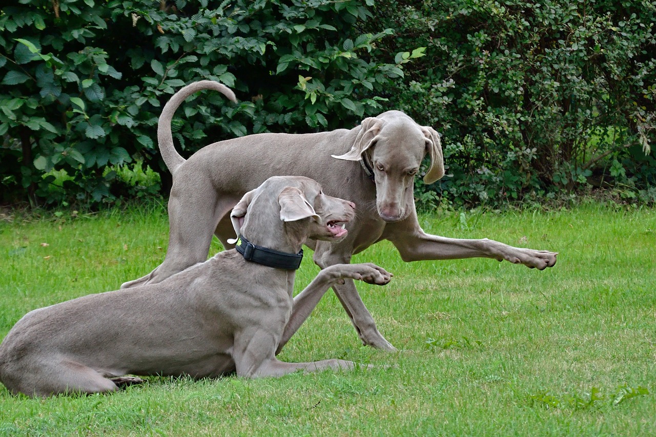 바이마라너(Weimaraner)5