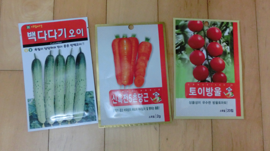 베란다텃밭 가꾸기 이틀만에 새싹이 났어요!(+ 베란다 야채키우기)