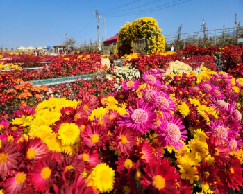 서산 국화축제_6