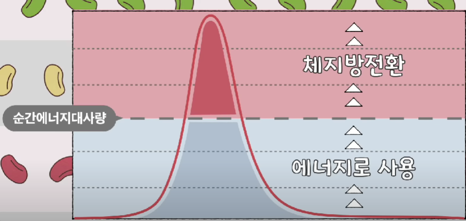 콩을 많이 먹어도 살이 안찌는 이유에 대한 자세한 설명 그림
