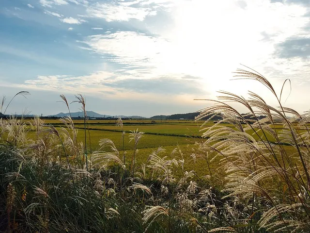 서울 억새축제 2025 일정위치 총정리로 안내_3