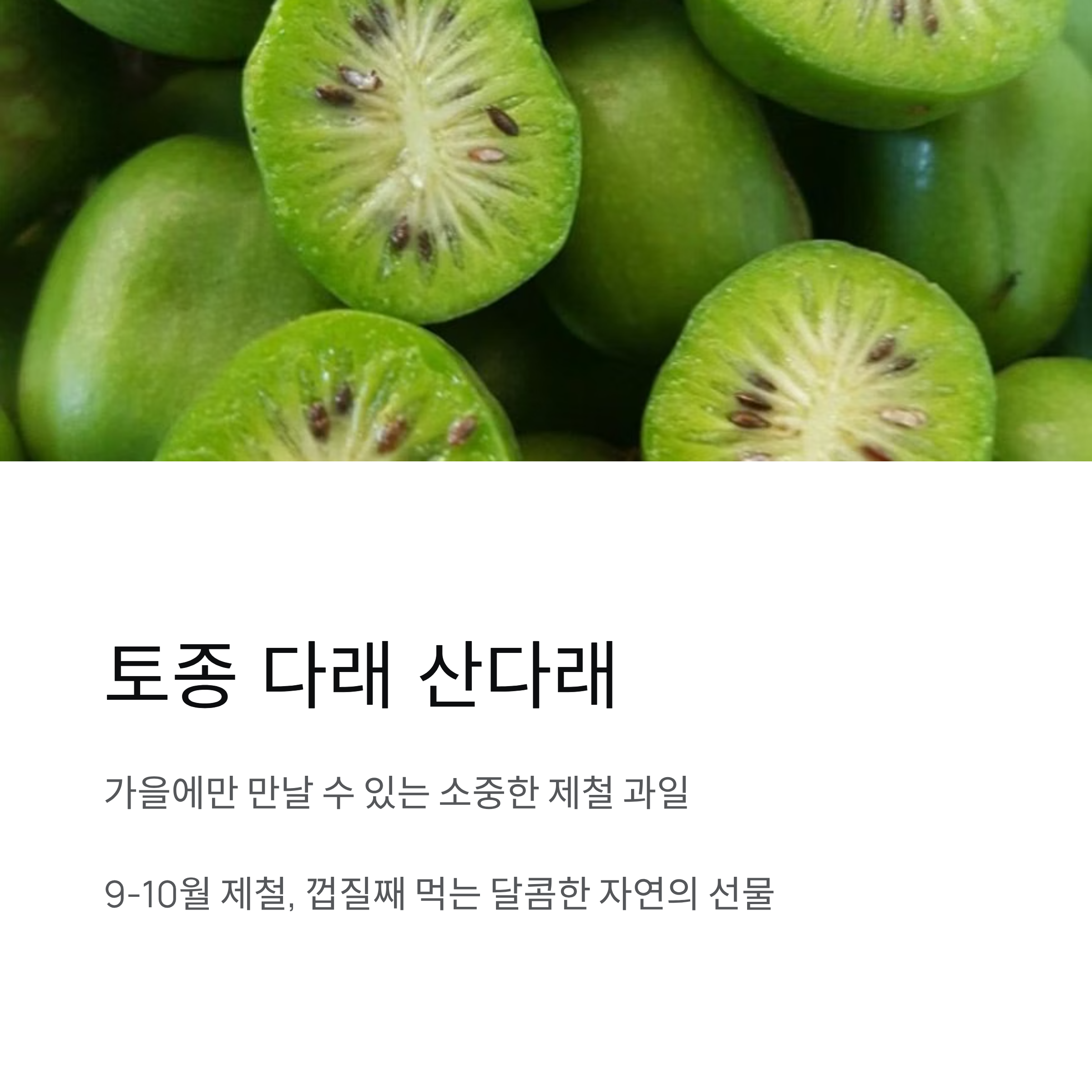 토종 다래 산다래, 제철 열매 먹는 법과 즐기는 방법