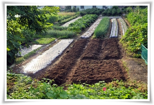 텃밭 "6월에 심기 좋은 작물" 지금 심으면 쑥쑥 자라는 여름 작물 추천!